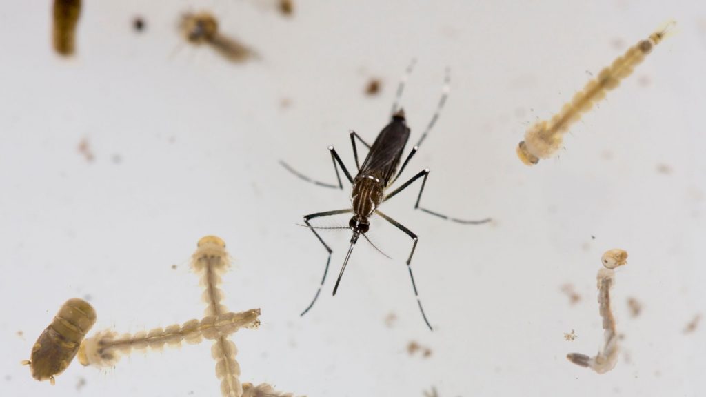 mosquito