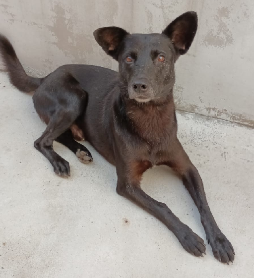 cachorro