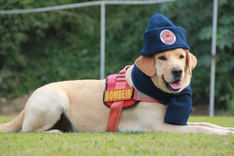 frio bombeiros