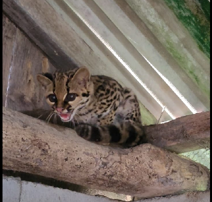 gato do mato