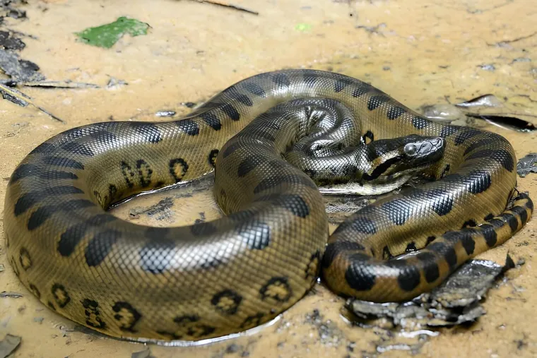 sucuri verde