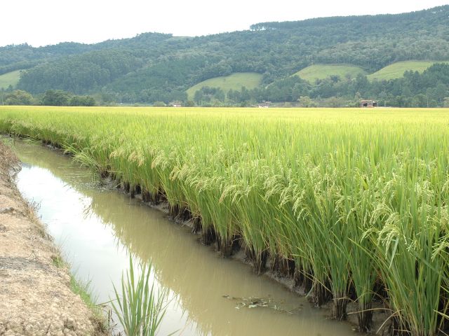 Safra recorde de grãos em Santa Catarina