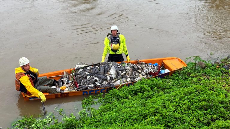 O que aconteceu com as 2 toneladas de peixes mortos no Rio Jaraguá?
