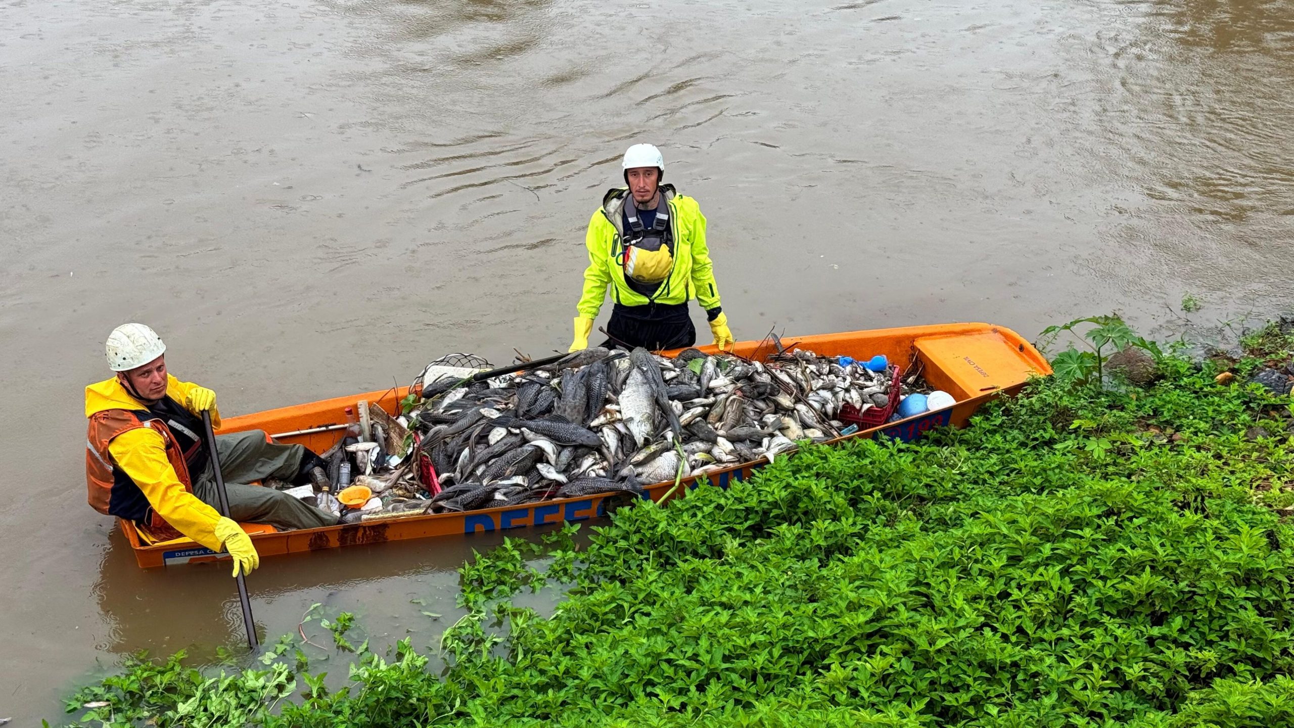 O que aconteceu com as 2 toneladas de peixes mortos no Rio Jaraguá?