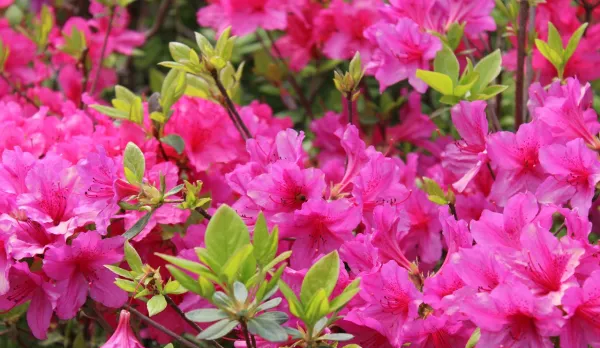 7 Flores ideais para cultivar no início da primavera: cores e perfumes que renovam o ambiente
