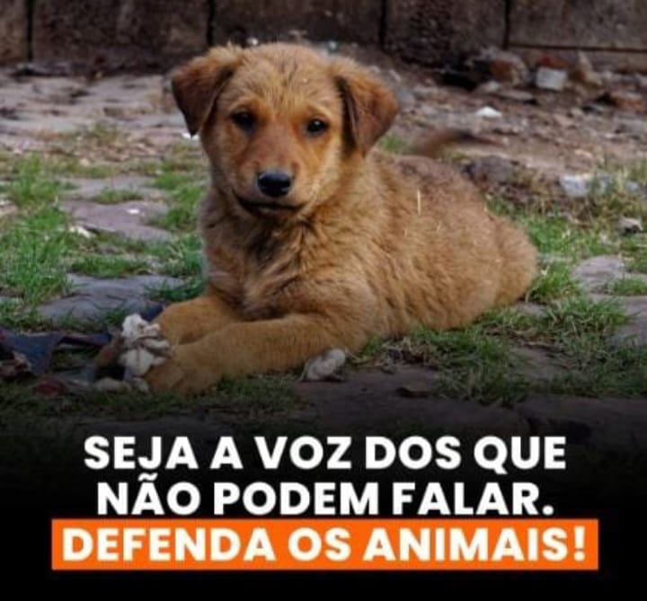 cachorro abandonado